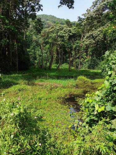 Bwindi Neckview Lodge