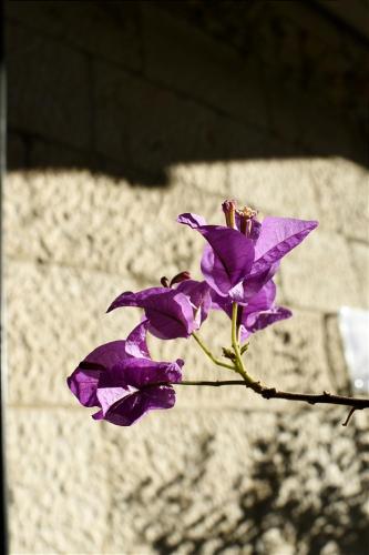 Heritage Villa Nobile - image 3