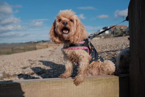 CASALIE at Seasalter Whitstable