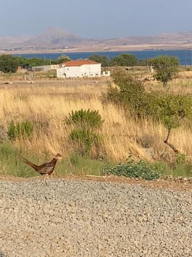 Red Village Limnos