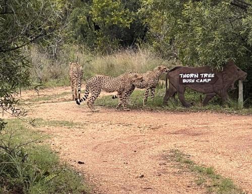 . Thorn Tree Bush Camp