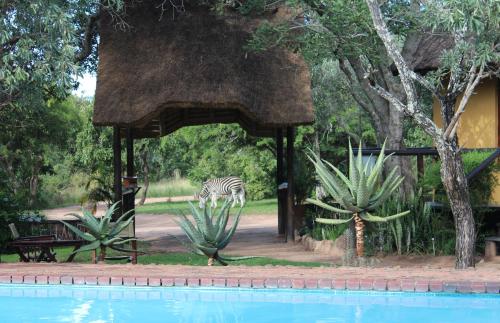 Thornhill Safari Lodge Thornybush Game Reserve