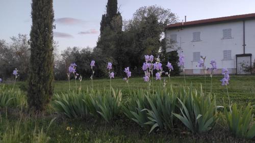 Borgo Iris