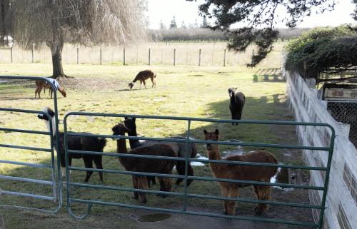 @ Marbella Lane - Alpaca Farm House Pool