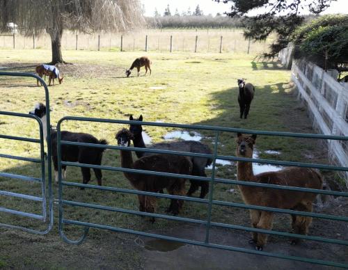 @ Marbella Lane - Alpaca Farm House Pool