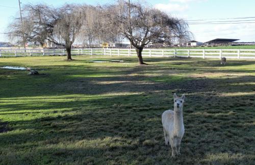 @ Marbella Lane - Alpaca Farm House Pool