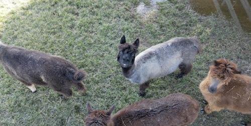 @ Marbella Lane - Alpaca Farm House Pool