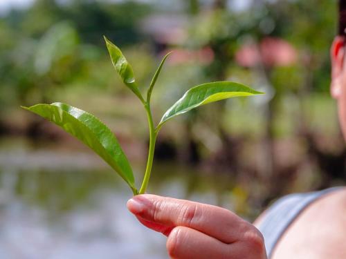 Manikgoda Tea Paradise