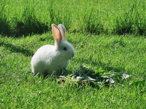 Gervių giesmė - country homestead