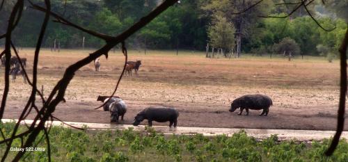 Hippo Lagoon Cabin