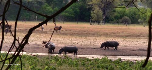 Hippo Lagoon Cabin photo 3