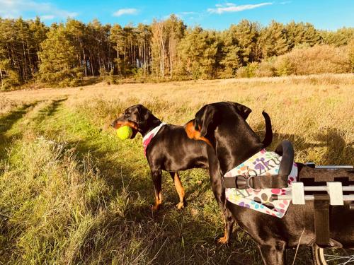 aResowa Wioska in Serczineka