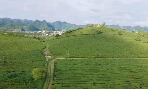 Đồi Chè Hotel