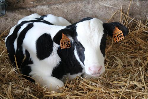 Le Thuit - F2 Plain pied tout équipé à la ferme