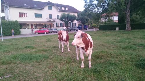 Hotel de la Gare, Vendlincourt