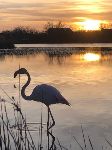 CAMARG'Beach Vue mer-Piscines-Plages-Tennis-Parking-4PERS CAMARG'Beach Vue mer-Piscines-Plages-Tennis-Parking-4PERS