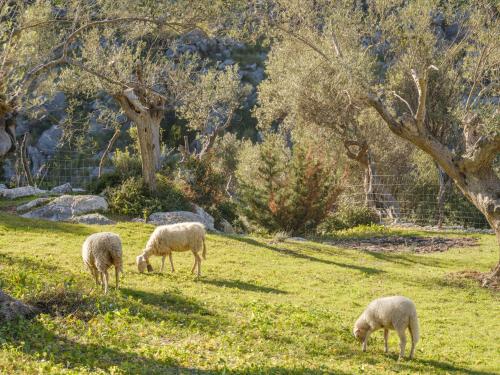 Agroturismo Muleta de Ca S'hereu