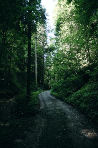 Waldschlucht