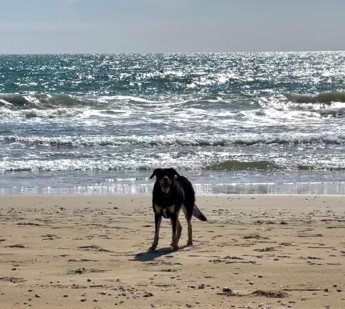 pludmale, B&B Love - Santa Severa - HOLIDAY HOUSE 1 in Santa Severa
