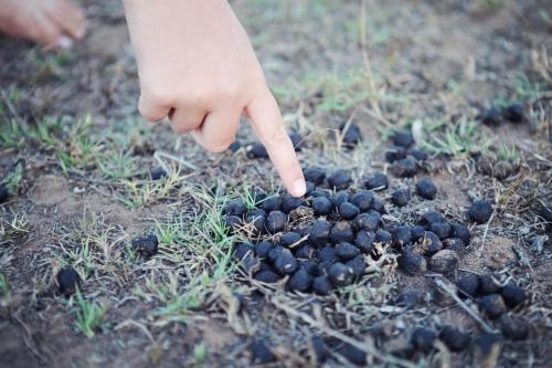 Emdoneni Lodge with Zululand Cat Conservation Project Emdoneni Lodge with Zululand Cat Conservation Project
