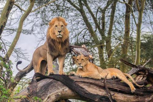 Lake Nakuru Lodge