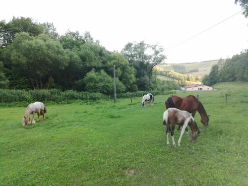 Apkārtne, Oddychový pobyt na rodinnej farme (Oddychovy pobyt na rodinnej farme) in Kvakovce