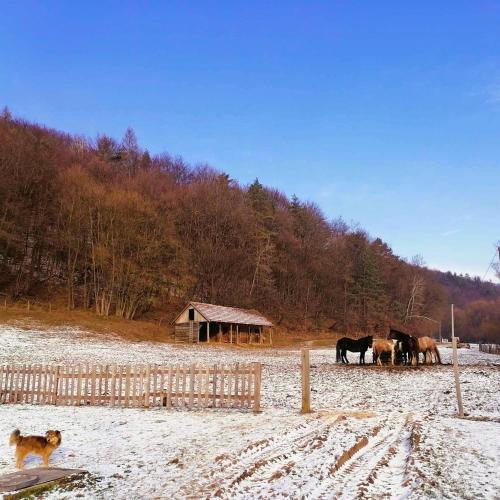 Apkārtne, Oddychový pobyt na rodinnej farme (Oddychovy pobyt na rodinnej farme) in Kvakovce