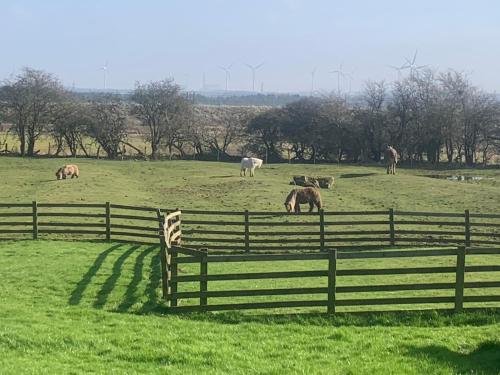 Stunning Barn Conversion next to Horse Field sleeps 10