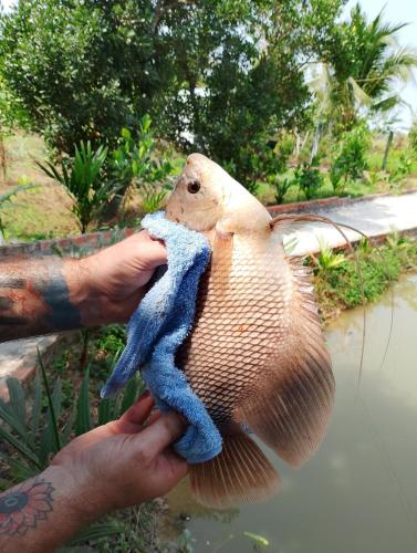 B&B Tay Ninh - LA'S FARMSTAY - Bed and Breakfast Tay Ninh