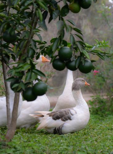 Casa de Campo - 15 Minutos das Cataratas e Aeroporto - Piscina com água salgada e muito espaço ao ar livre