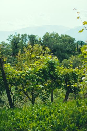 Asolo Norah's Hill Agri Rooms