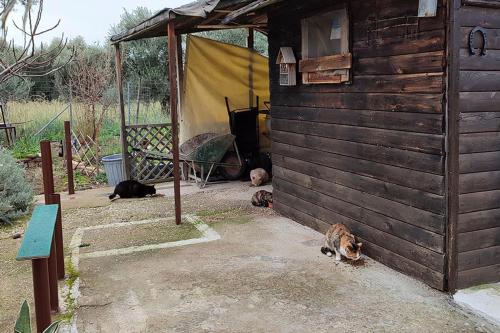 Socrates Organic Village - Wild Olive - image 12
