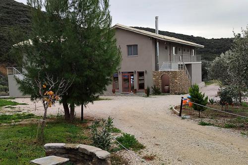 Socrates Organic Village - Wild Olive - image 3