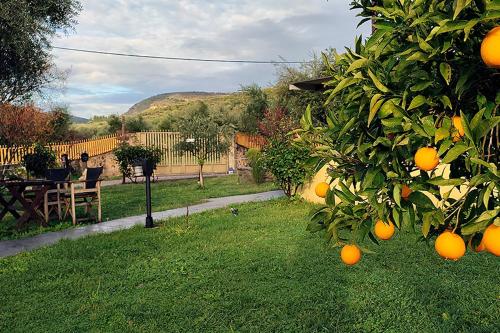 Socrates Organic Village - Wild Olive - image 14