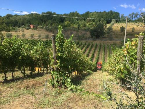 Agriturismo Il Bardellino