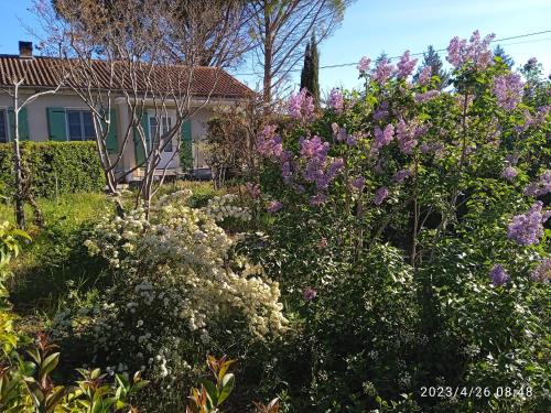 Sous les pins de Vaison