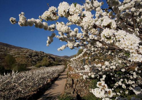 CASA RURAL ARBEQUINA, Primavera en el Valle del Ambroz - Apartment - Casas del Monte