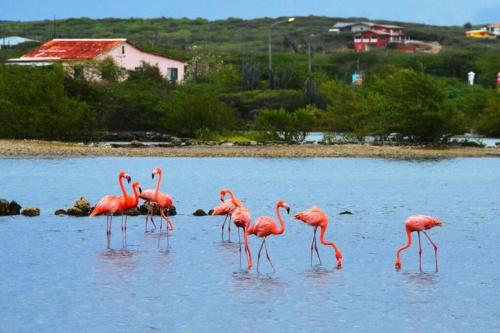 By Dees, Willemstad (foto 11)