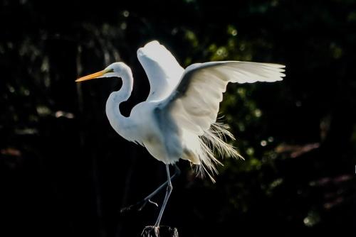 Bells Marina & Fishing Resort - Santee Lake Marion by I95 - Family Adventure, Pets on Request!