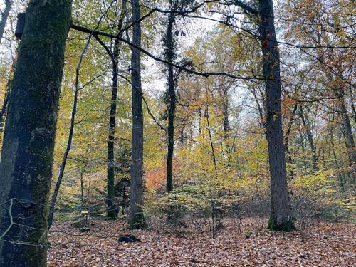 Urlaub mit Hund im Ferienhaus am Wingster Wald in Wingst