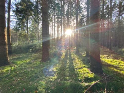 Urlaub mit Hund im Ferienhaus am Wingster Wald in Wingst