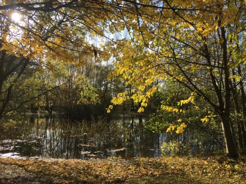Skats, Holly's Lodge in Wellington (Herefordshire)