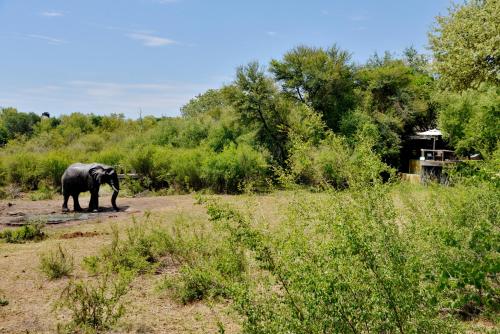 Motswiri Private Safari Lodge