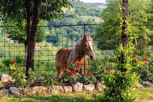 Agriturismo il Porcellino 3