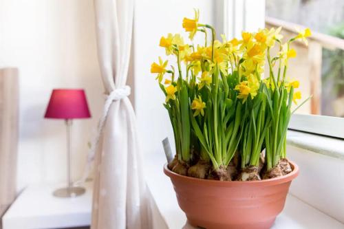 로마 Perla - Cozy Apartment in Piazza Navona 2성급 싱글룸 전망