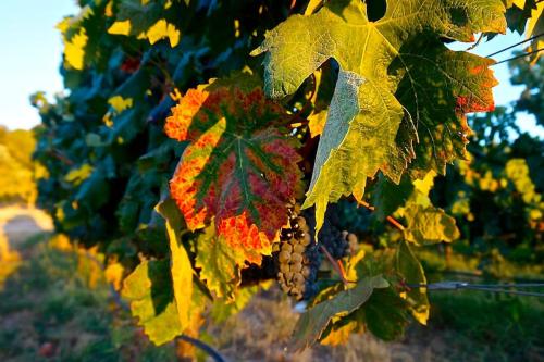 Casa do Vale-Villa with private pool and garden