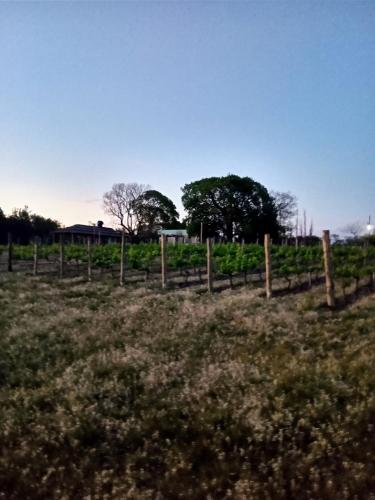 Skats, Finca Doña Antonia (Finca Dona Antonia) in Villa Urkviza