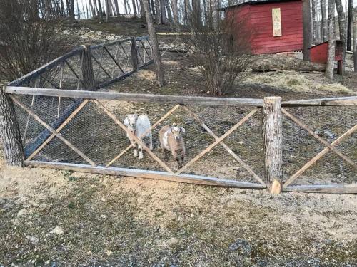 Fairytale: Hot Tub & Trout Stream & Petting Zoo? in Sugar Grove, USA