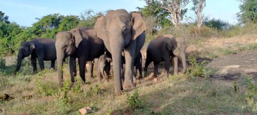 Group Safari Family Bungalow