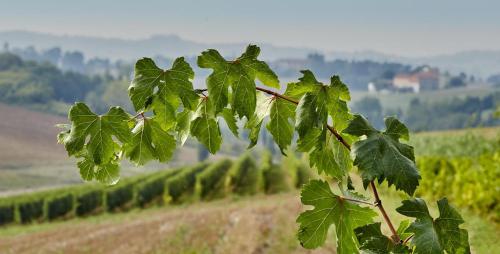 Agriturismo Le Tre Rose - Cantina Zanello